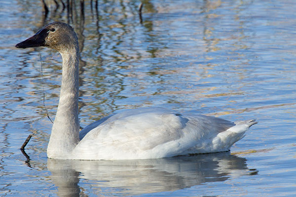 Tundra Swan Cygnus columbianus  