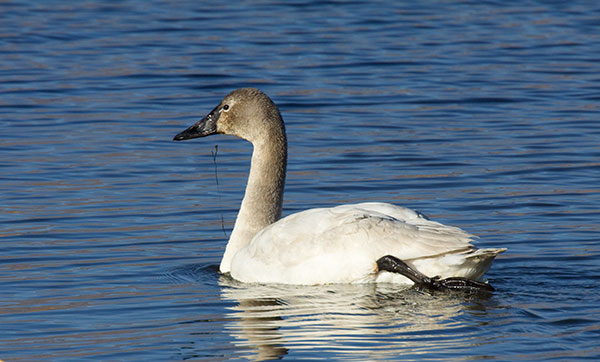 Tundra Swan Cygnus columbianus  