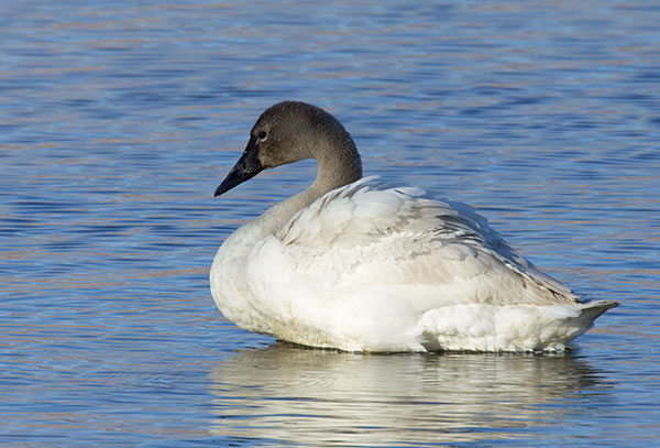 Tundra Swan Cygnus columbianus  
