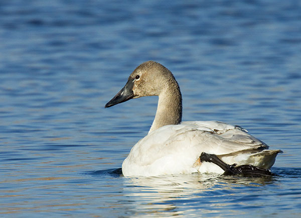 Tundra Swan Cygnus columbianus  