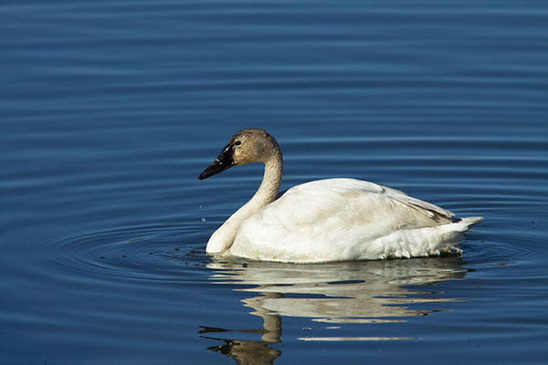 Tundra Swan Cygnus columbianus  