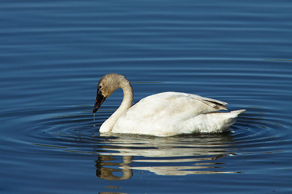Tundra Swan Cygnus columbianus  