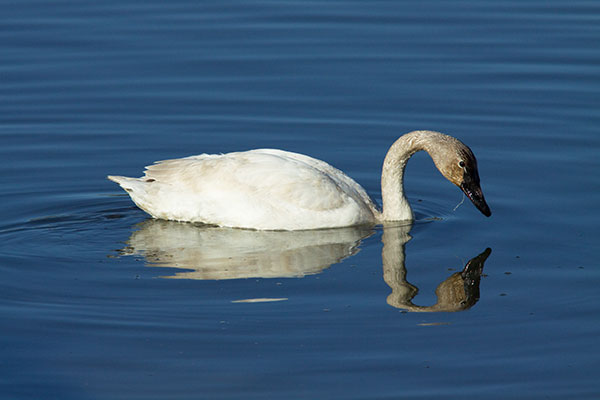 Tundra Swan Cygnus columbianus  