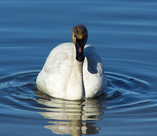 Tundra Swan Cygnus columbianus  