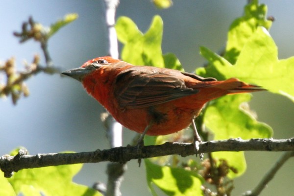 Hepatic Tanager Piranga flava