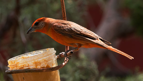 Hepatic Tanager Piranga flava