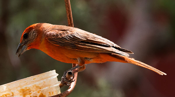 Hepatic Tanager Piranga flava