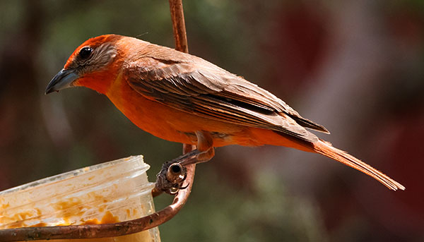 Hepatic Tanager Piranga flava