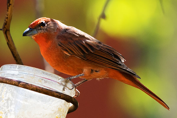Hepatic Tanager Piranga flava