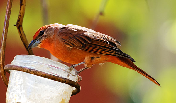 Hepatic Tanager Piranga flava