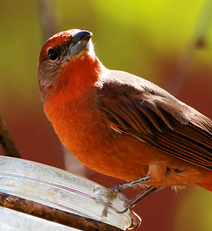 Hepatic Tanager Piranga flava