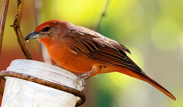 Hepatic Tanager Piranga flava