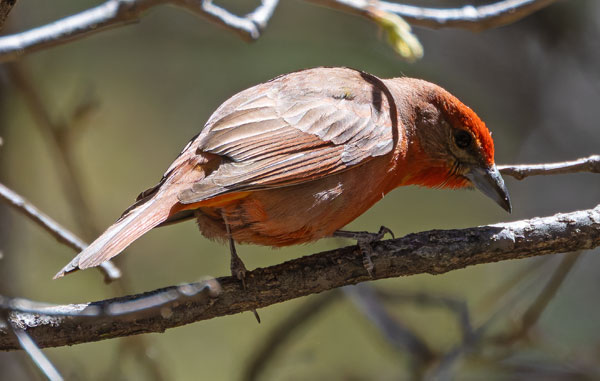 Hepatic Tanager Piranga flava