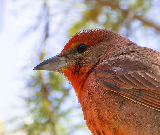 Hepatic Tanager Piranga flava