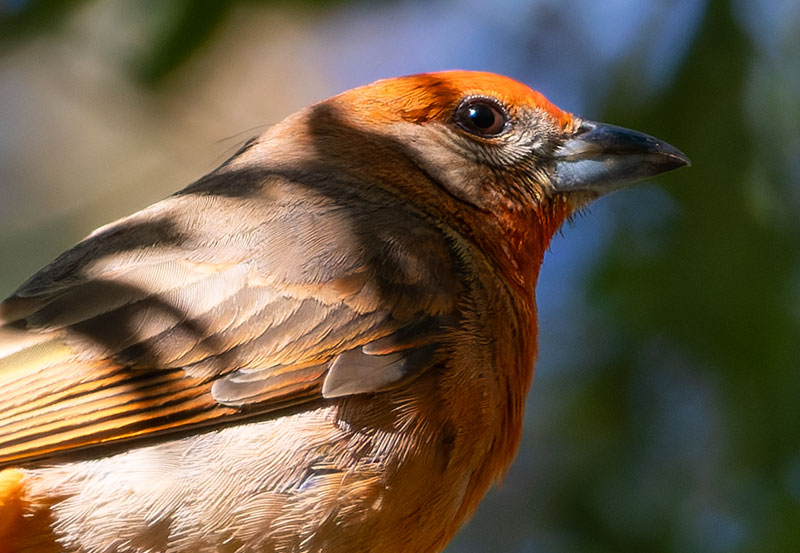 Hepatic Tanager Piranga flava