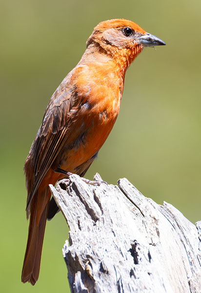 Hepatic Tanager Piranga flava