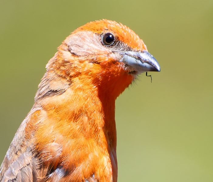 Hepatic Tanager Piranga flava