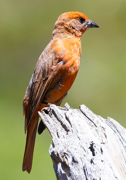 Hepatic Tanager Piranga flava