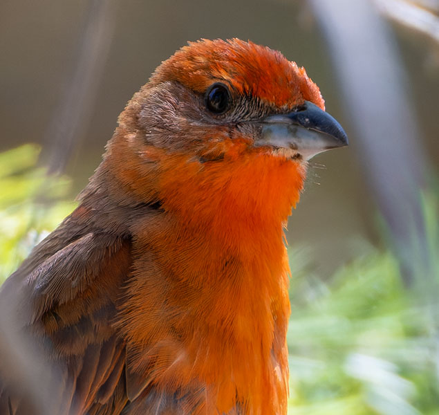 Hepatic Tanager Piranga flava