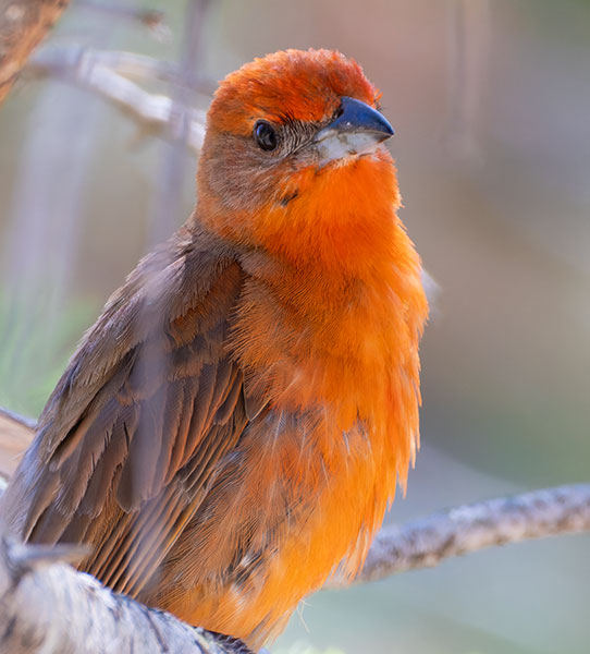 Hepatic Tanager Piranga flava