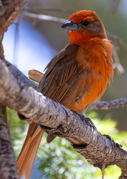 Hepatic Tanager Piranga flava