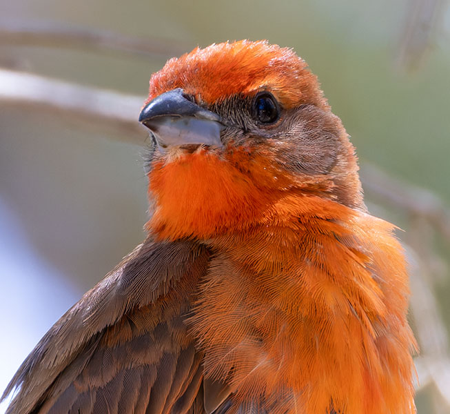 Hepatic Tanager Piranga flava