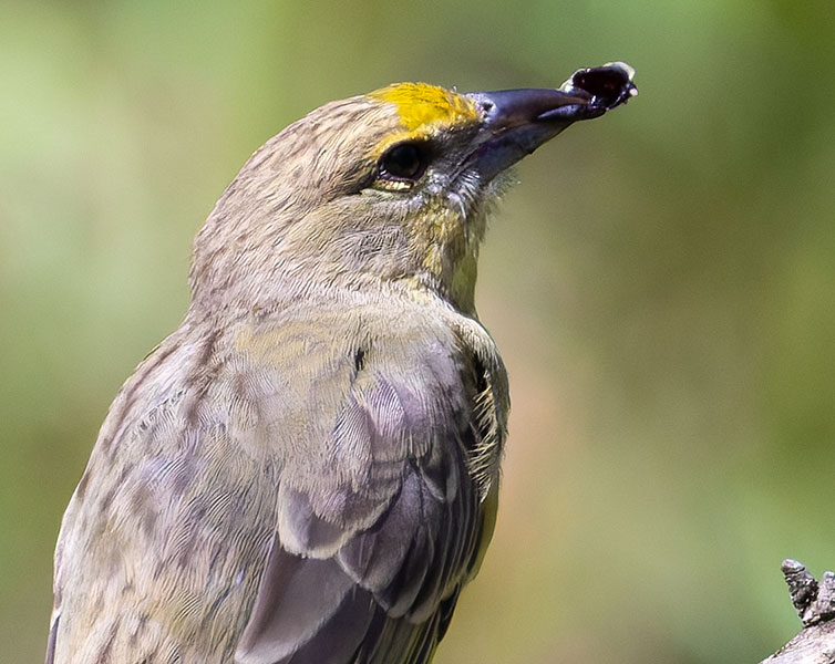 Hepatic Tanager Piranga flava