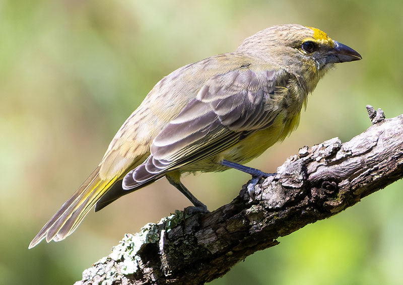 Hepatic Tanager Piranga flava