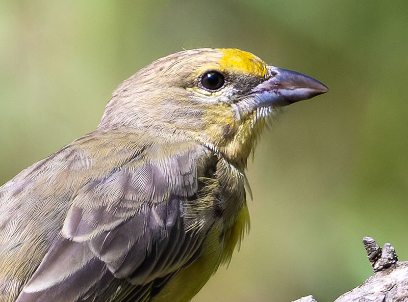 Hepatic Tanager Piranga flava