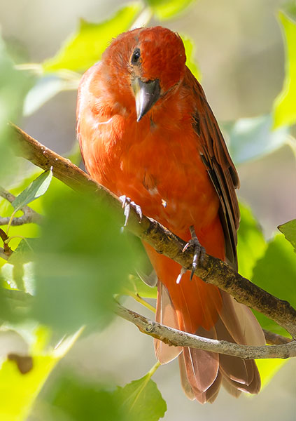 Summer Tanager Piranga rubra