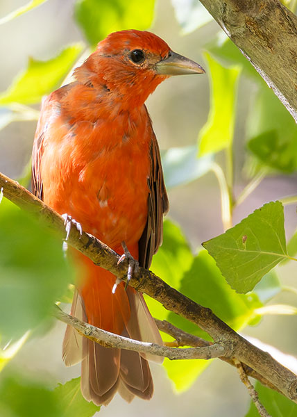 Summer Tanager Piranga rubra