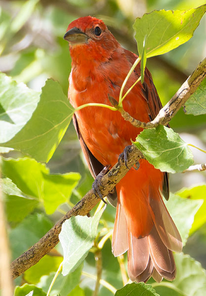Summer Tanager Piranga rubra
