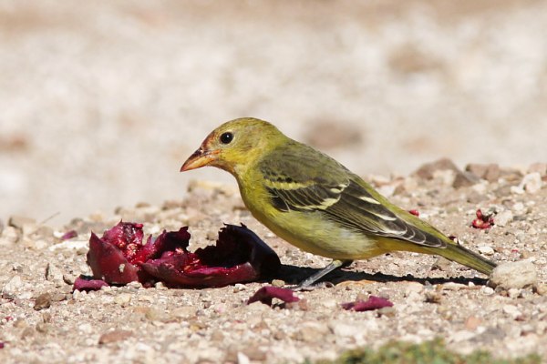 Western Tanager Piranga ludoviciana female eating prickly pear