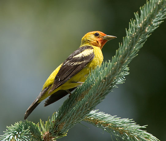 Western Tanager Piranga ludoviciana