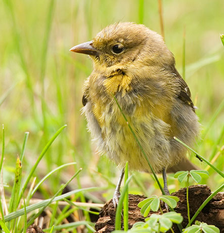 Western Tanager juvenile Piranga ludoviciana