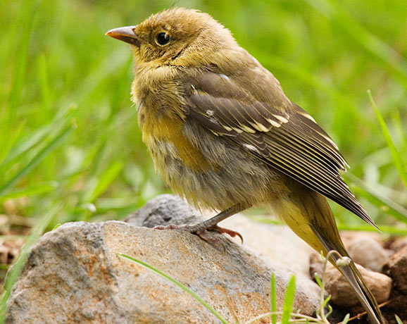Western Tanager juvenile Piranga ludoviciana