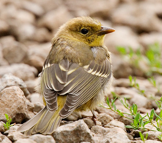 Western Tanager juvenile Piranga ludoviciana