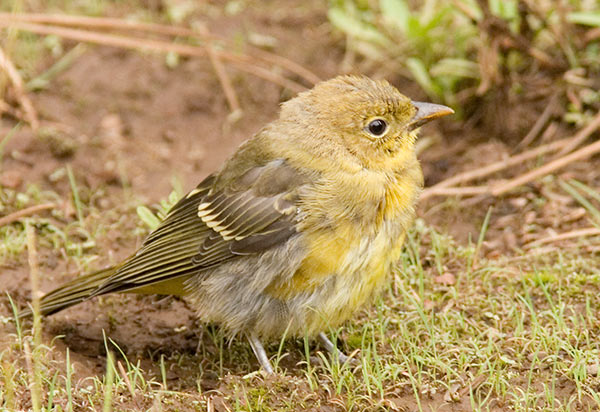 Western Tanager juvenile Piranga ludoviciana