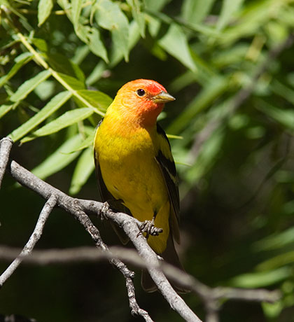 Western Tanager Piranga ludoviciana