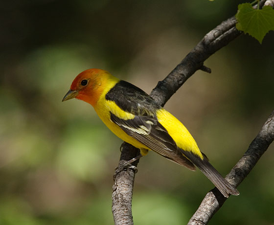 Western Tanager Piranga ludoviciana