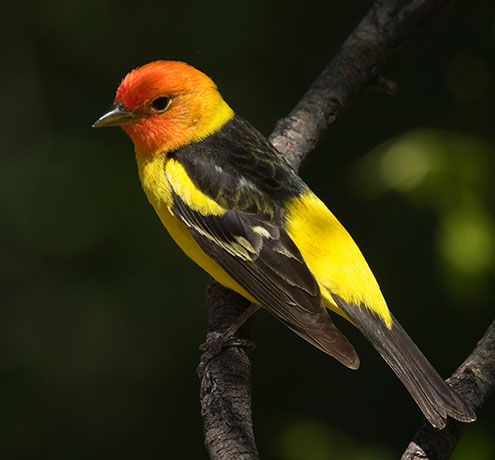 Western Tanager Piranga ludoviciana