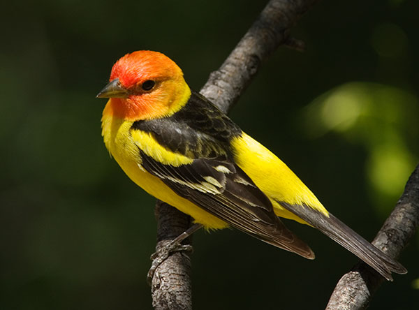 Western Tanager Piranga ludoviciana