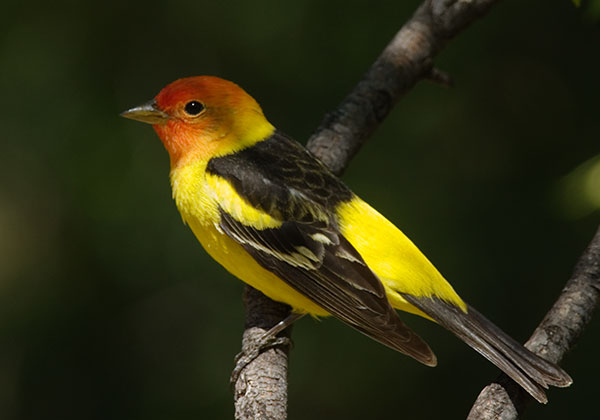 Western Tanager Piranga ludoviciana