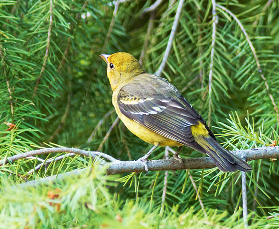 Western Tanager Piranga ludoviciana