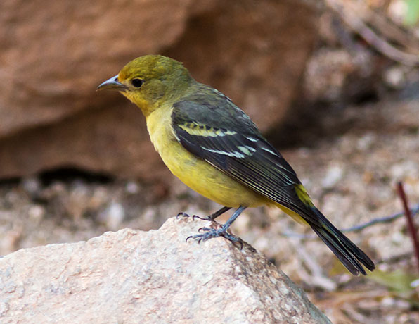 Western Tanager Piranga ludoviciana