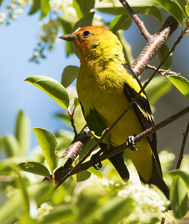 Western Tanager Piranga ludoviciana