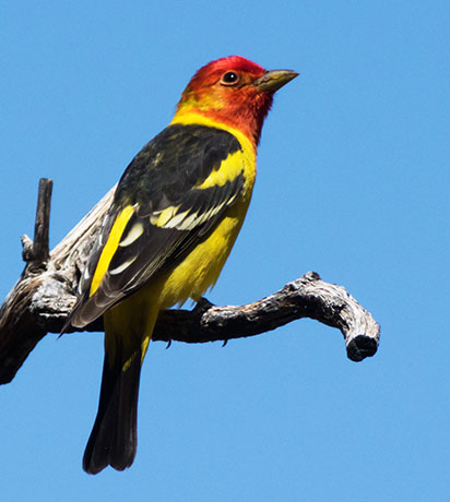 Western Tanager Piranga ludoviciana