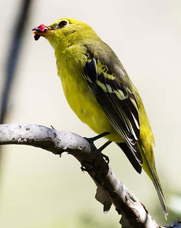 Western Tanager Piranga ludoviciana