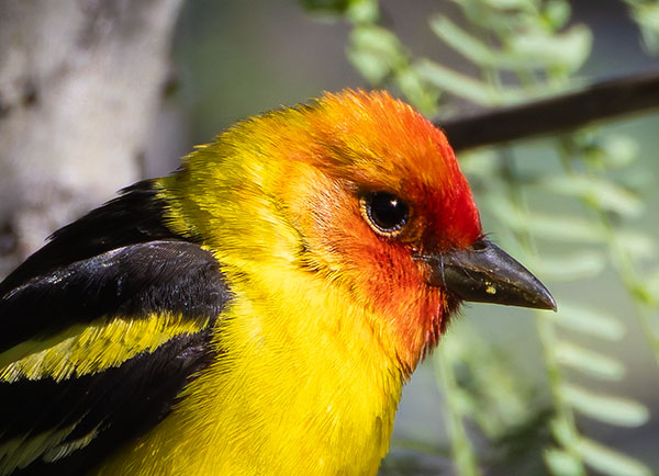 Western Tanager Piranga ludoviciana