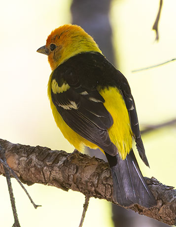 Western Tanager Piranga ludoviciana